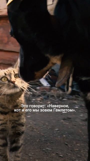 Кормит собак на улице 50 лет смотреть онлайн