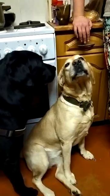 А #собаки на кухне попадут в #рек ?