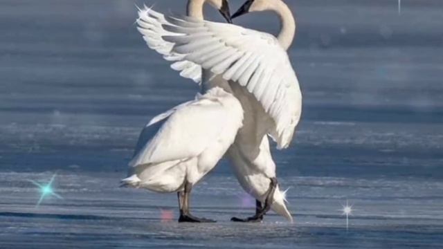 Омир ширкин смотреть онлайн