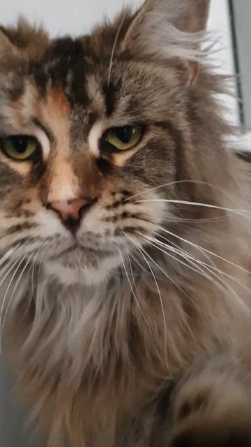 кошка мейн кун из питомника Страна Гулливеров, gulliver-coon.ru