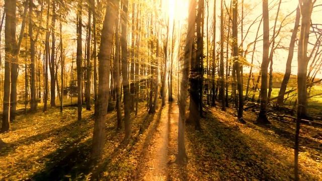 Прекрасная музыка леса смотреть онлайн