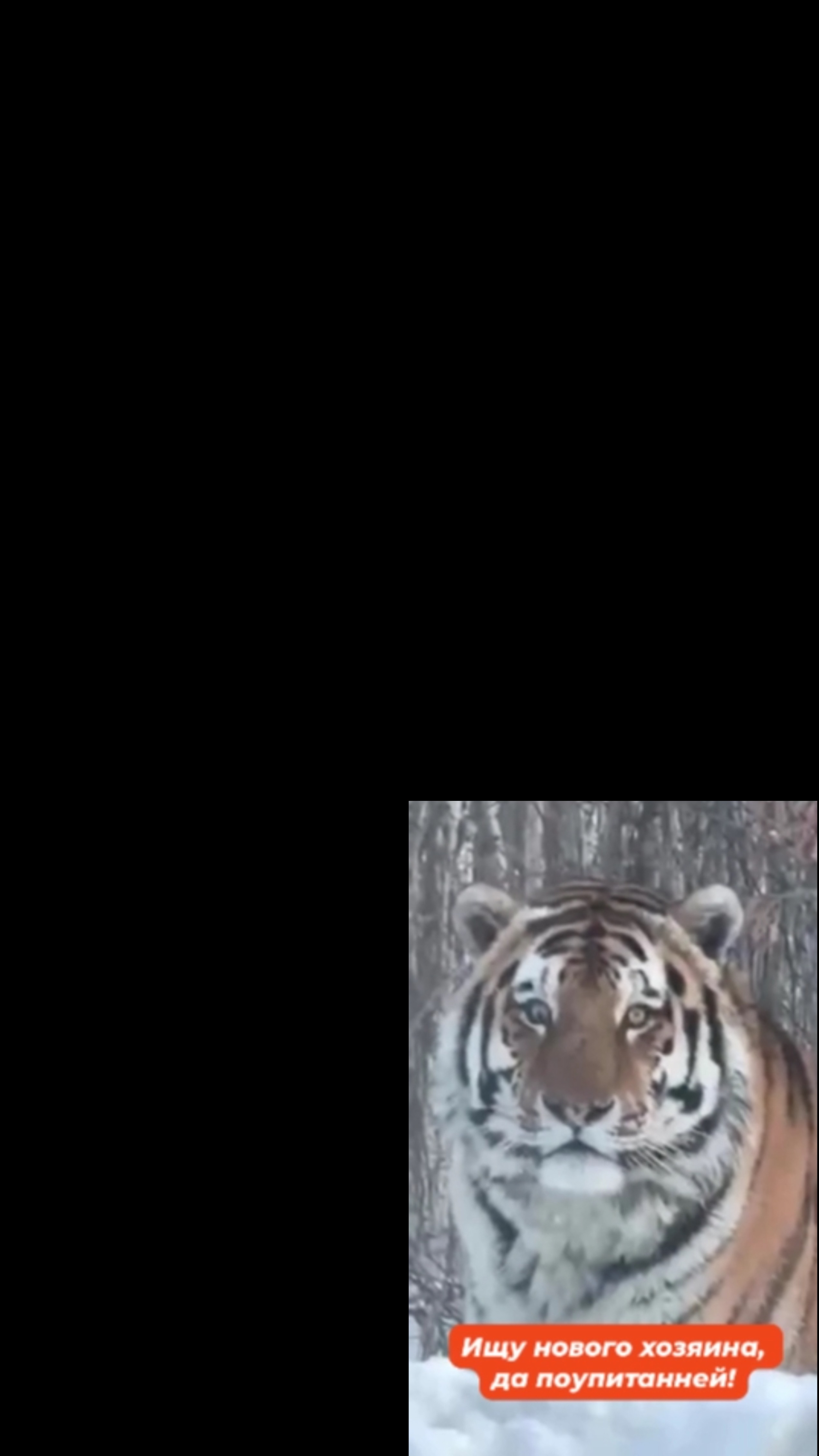 Ищу свежего хозяина, да поупитанней! смотреть онлайн