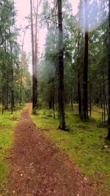 Полёт в осеннем лесу #shorts смотреть онлайн