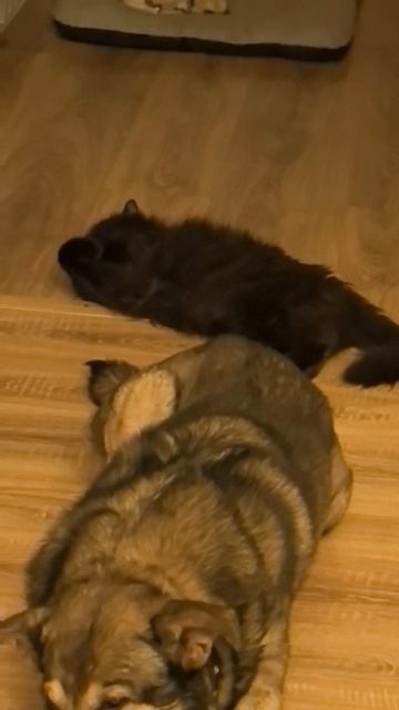 Что с ними?!😅😁