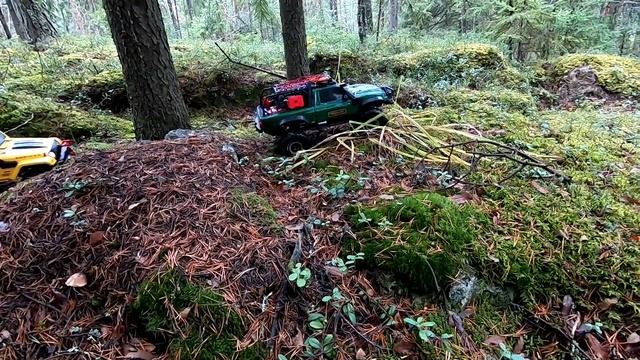 Forest Trophy | Неспешное трофи по лесу смотреть онлайн