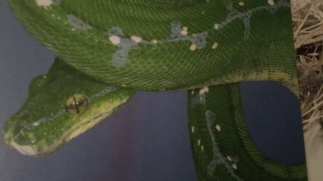 36и6 питонов смотреть онлайн