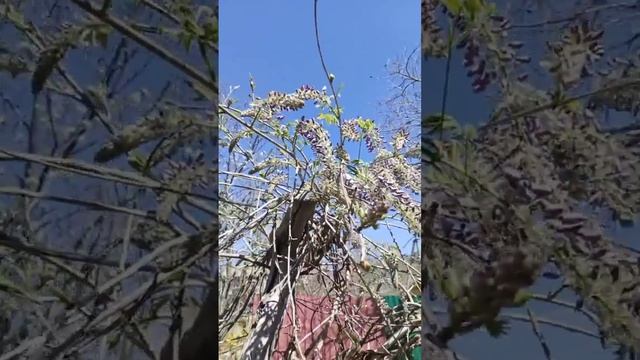 8 апреля и начинает цвести глициния! смотреть онлайн