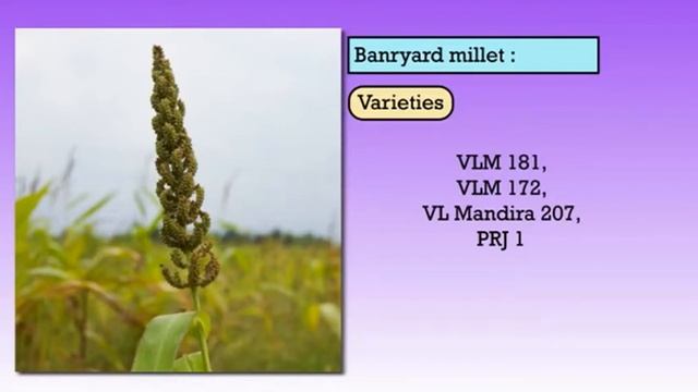 FIELD CROPS MINOR MILLET