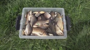 Жареные карасики. Хороший улов карасиков.