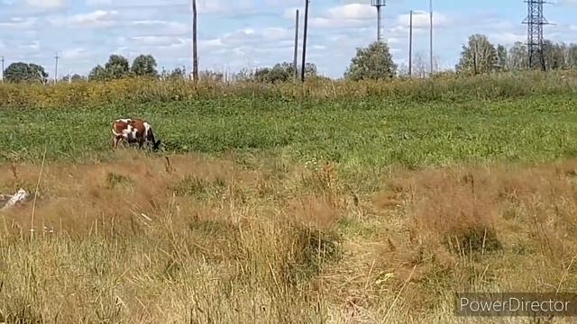 Утро!!! Гости!!! Деревня!!! смотреть онлайн