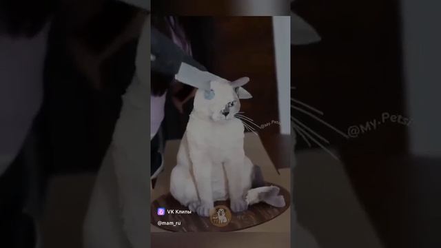 vkclips_20250220015142*** смотреть онлайн