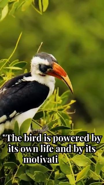beautiful wild life #short #shortvideo смотреть онлайн
