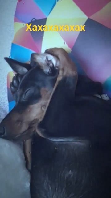 лилу. и. лама. аня