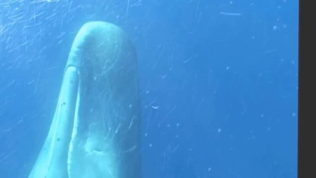 Sperm whale bachelor groups off Ischia Island смотреть онлайн