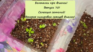 Болталка про Фиалки! Выпуск 70: Селекция Сенполий! Вторая пикировка сеянцев Фиалок!