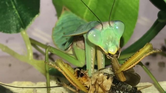 Rhombodera basalis was ready to eat after all. смотреть онлайн