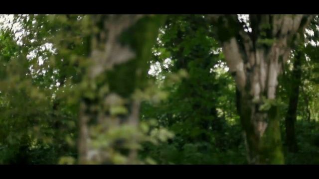 ОСЕННИЙ ПОХОД В ЛЕС, ГРУЗИЯ в МОЕМ ДВОРЕ (серия 2) смотреть онлайн