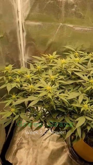 Green Crack Update 2 смотреть онлайн