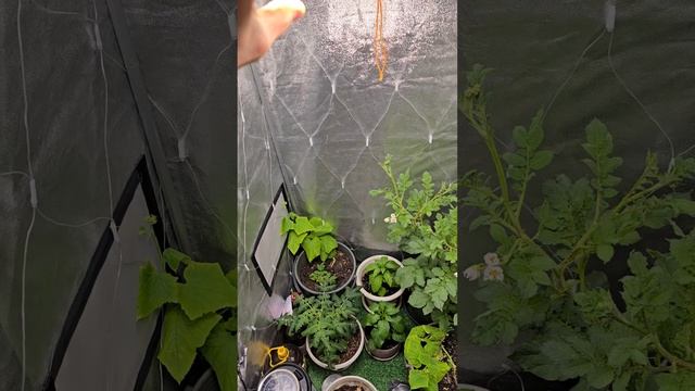 Фитолампа для гроубокса.