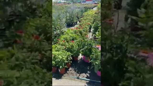 Cultivars - Portuguese