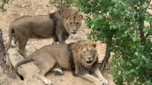 Парк львов Тайган | Белая Скала