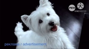 реклама Cesar корм для собак