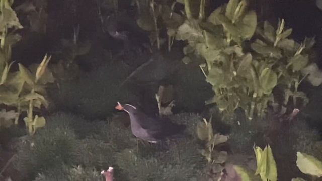ウトウ その2 rhinoceros auklet смотреть онлайн