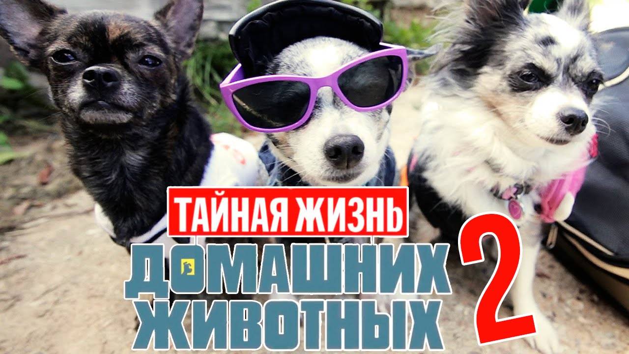 Тайная жизнь домашних животных по-русски | 2 серия 🐶 смотреть онлайн