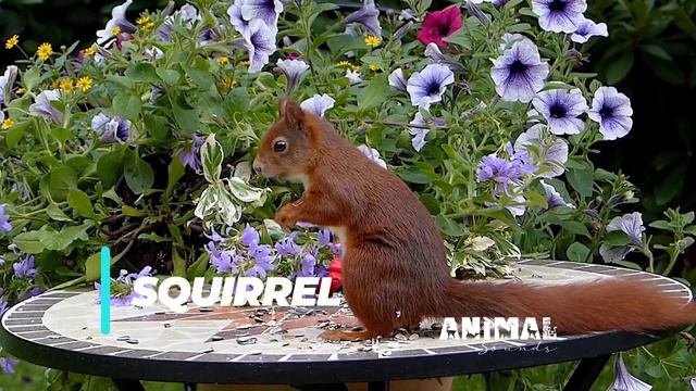 Animal Sounds Farm Animals Animals Learn Animal Sounds Animal Sounds For Kids смотреть онлайн