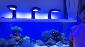 Морской аквариум спустя полтора года  Piratereef & @shpak_aq