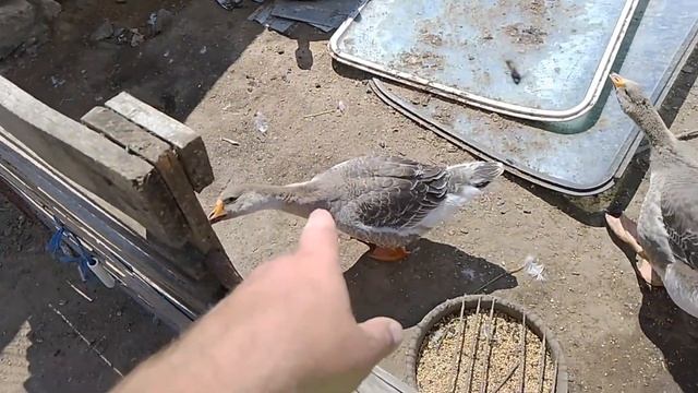 17 июля . обзор хозяйства смотреть онлайн