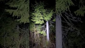 Смотреть СО ЗВУКОМЪ! Ночью в глухом лесу, когда кричит филин, встретишь вот такое...