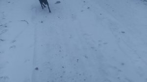 Собачка VID_20250224_164701