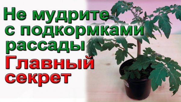 Не мудрите с подкормками рассады Главный секрет фермеров