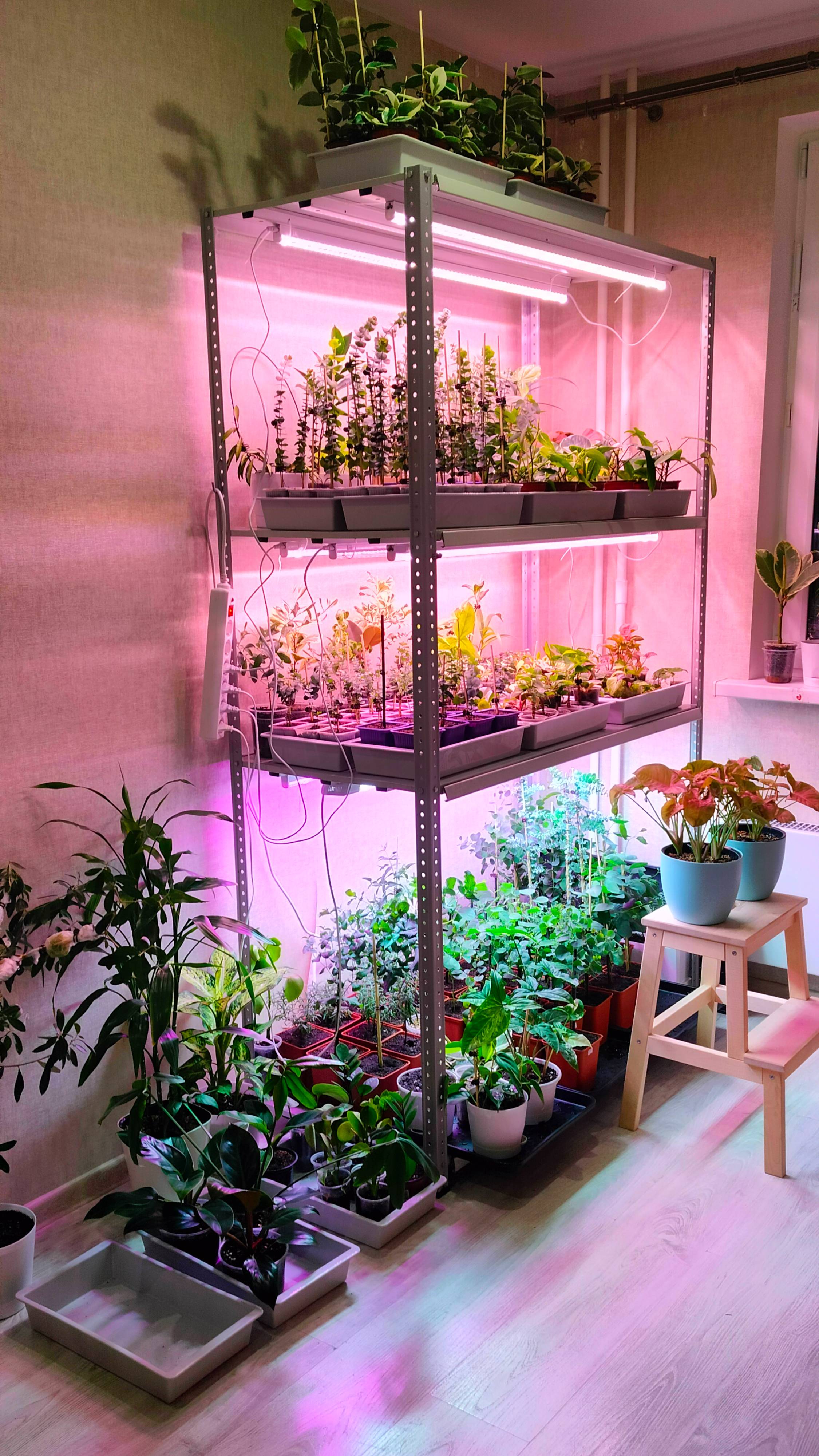 ПЕРЕЕЗД МОЕЙ ОРАНЖЕРЕИ В ФЕВРАЛЕ #plants #растения #эвкалиптыдома смотреть онлайн