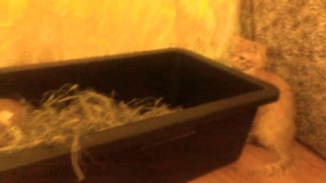 Котята пришли в гости к морской свинки смотреть онлайн