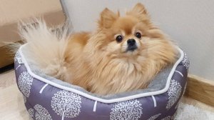 Жизнь шпица - сплошные переживания!