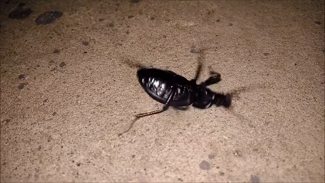 Майский жук на дискотеке смотреть онлайн