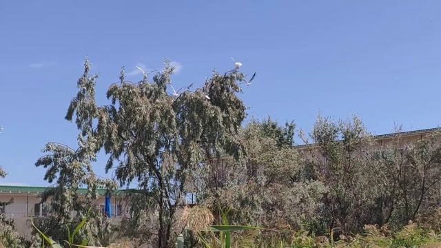 Катранка осенью 2019. Часть 18. Птицы и художники 5 сентября смотреть онлайн