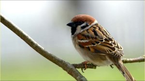 Песня Воробей. Автор Евгений Воробьев. г. Николаев