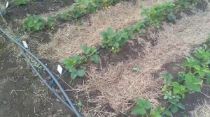 Обзор сортов НСД: Альбион, Мурано и Виваро по состоянию на 24.05.2021г.