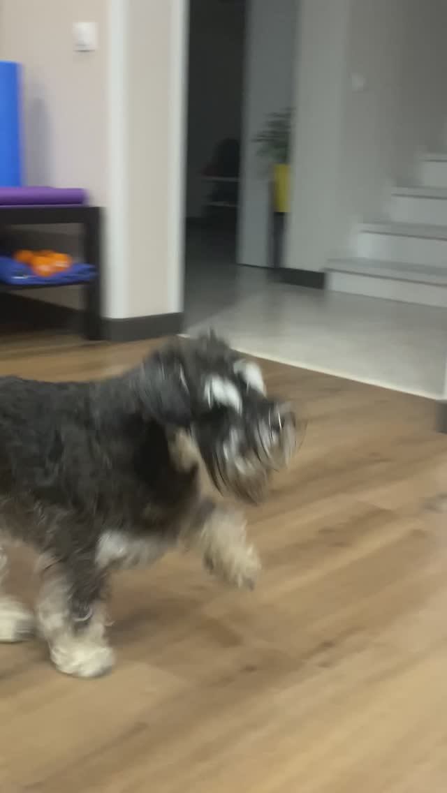 Дрессировка#цвергшнауцер#трюкиссобакой#трюк Хромай смотреть онлайн