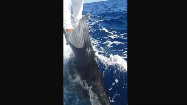 Elitefishing.net представляет:вся краса парусника смотреть онлайн
