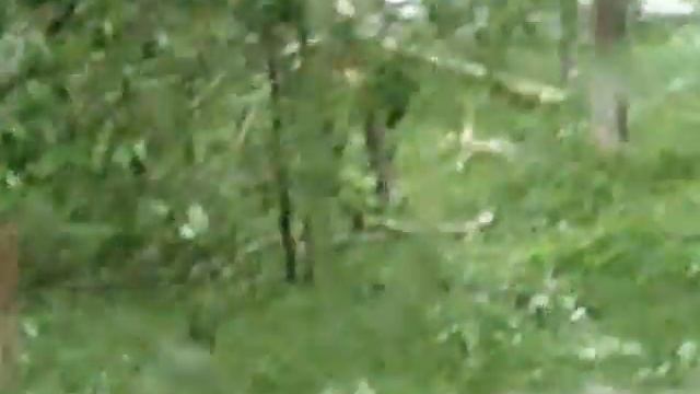 Пятница 13-ое. Ветер валит деревья. Тайфун на Сахалине 13.06.2014 г. смотреть онлайн