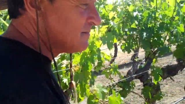 Field trip to the UC Davis experimental vineyard with Dr. Mike Anderson - part 2 смотреть онлайн