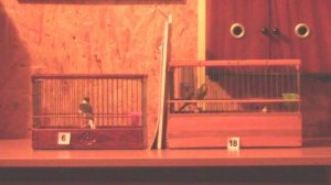 Дуэт  канареек мелодичного звона (овсяночный напев).