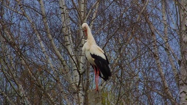 Новые квартиранты