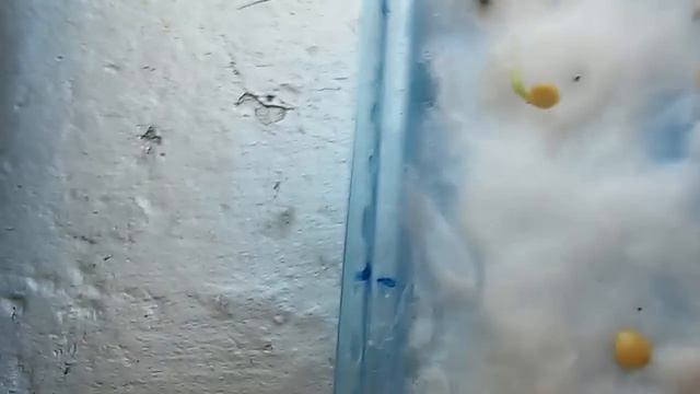GERMINAR SEMENTES MAIS RÁPIDO NO ALGODÃO! смотреть онлайн