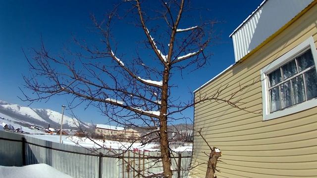 Дикарку обкорнал для прививки смотреть онлайн