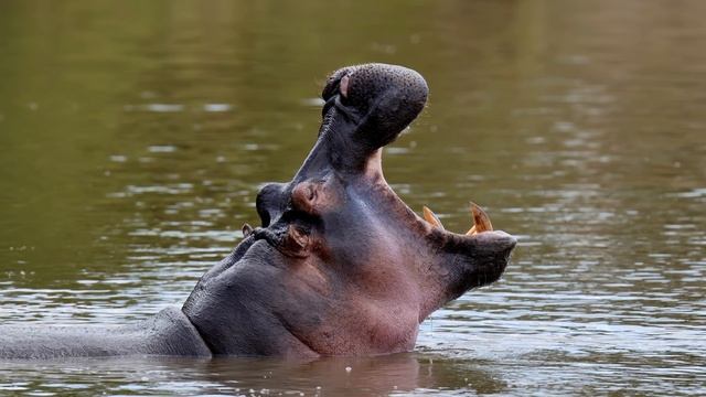 Hippo Sound Effects 🦛 Hippopotamus Sounds